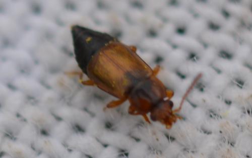 Omaliinae